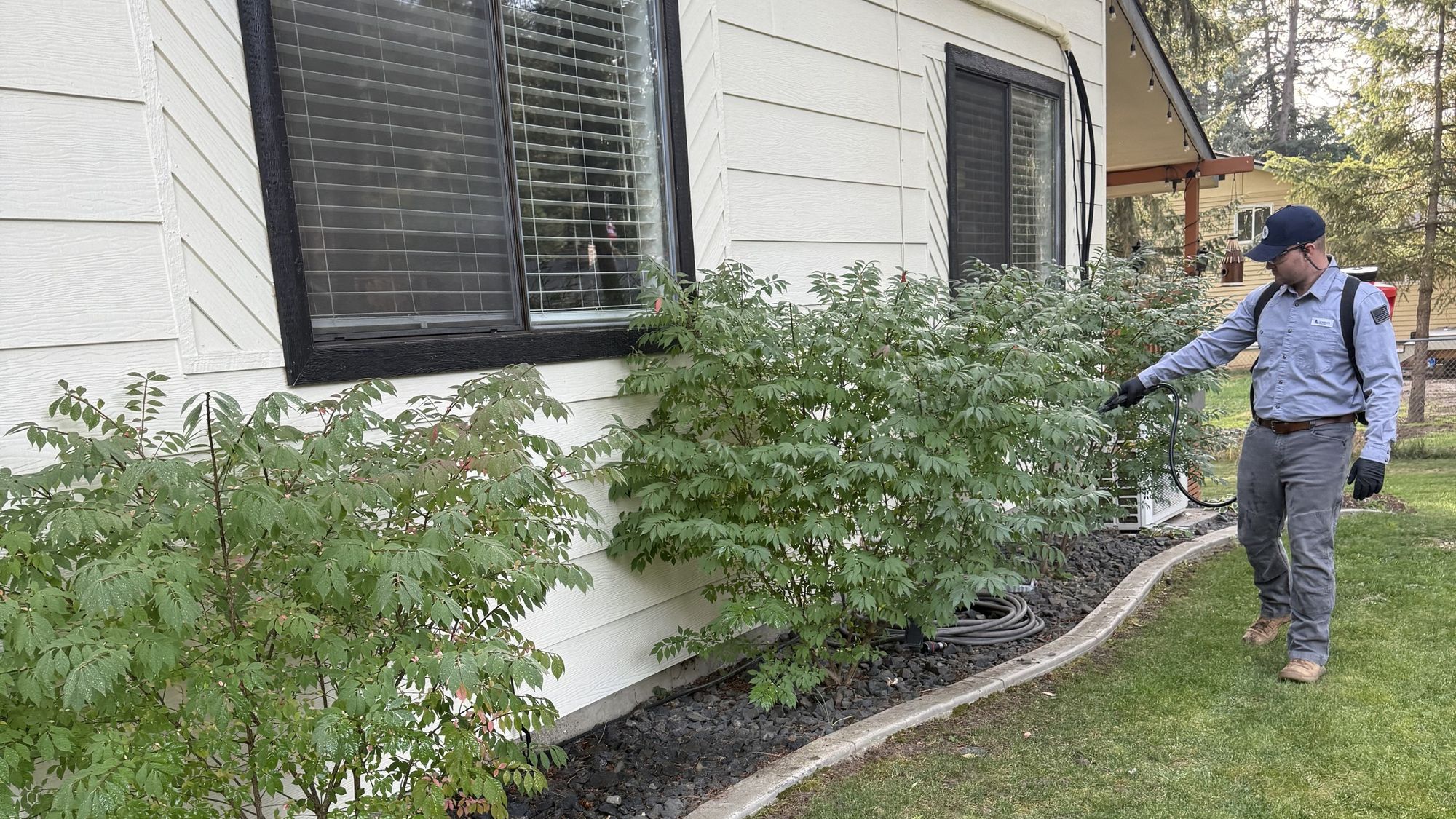 Technician treating shrubs along a home foundation